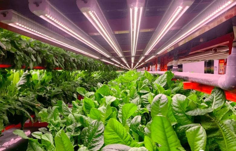 设施管理 周年性植物产品生产的工厂化农业系统
